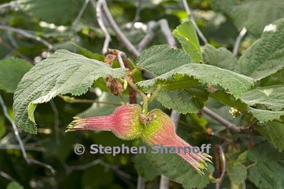 corylus cornuta ssp californica 3 graphic